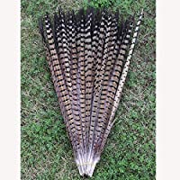 ZZM 10pcs 12 – 35-6 cm faisán plumas DIY decoración accesorios Naturalcolor